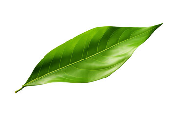 Obraz premium Emerald Essence: A Solitary Leaf Embracing Purity on a Clear PNG or White Background.