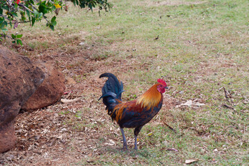 Walking on the grass near Waimea Canyon at the Island of Kauai, Hawaii