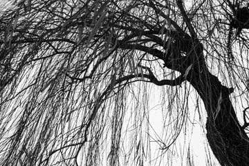 a black and white photo of a bare tree in the park