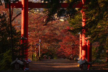 Scenic view of a path to Chureito Pagoda in Japan on a sunny autumn evening