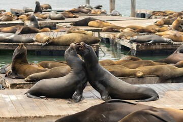 the animals are having a blast with each other on the dock