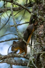 squirrel sitting in a tree with moss on it's branches