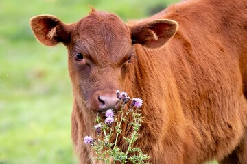 there is a small cow eating some grass and flowers outside