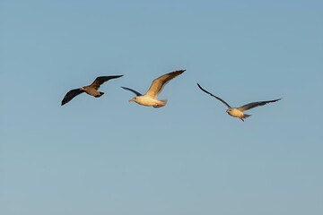 birds flying through the air with wings spread out and one is diving