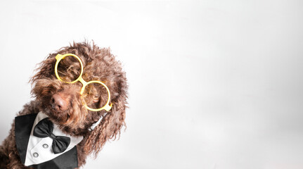 a brown dog wearing glasses standing on his hind legs and paw in the air