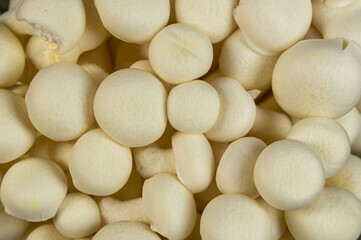 A close up of white shimeji mushrooms. High quality photo