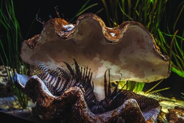 Underwater Marine Ecosystem in Aquario Michin Guadalajara
