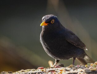 Blackbird perched on rocky terrain, close-up view