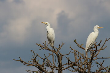 Cattle egrets perched on top of trees in India