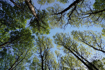 Low angle view of of trees against the sky