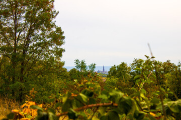 Serene landscape of trees, bushes and plants on a cloudy day