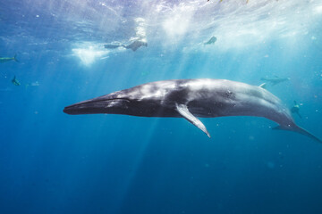 a large gray whale swimming in a body of water near other small fish