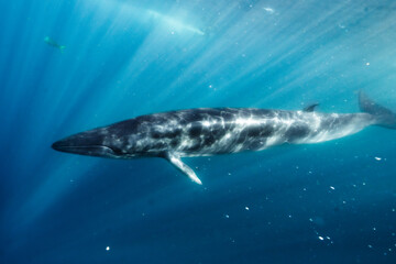 Naklejka premium a whale swims beneath the water and waves, its head under water