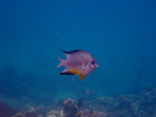 Small fish over a coral reef. Damselfish swims among corals in the water column.