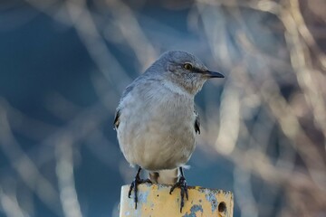 Fototapeta premium Image of a Northern Mockingbird perched on a post at Tommy Thompson Park in Toronto, Ontario.