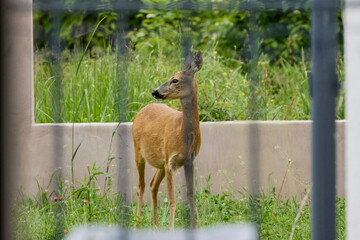 a deer seen between the bars of a fence.