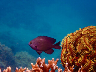 A small black fish over a coral reef next to a sea lily. Charcoal damsel swims among corals in the water column.