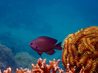 A small black fish over a coral reef next to a sea lily. Charcoal damsel swims among corals in the water column.