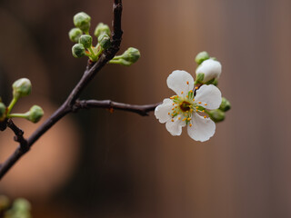 Close-up of a flower on a branch with a blurred background.