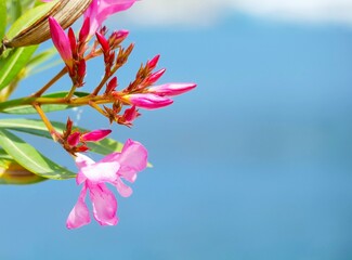 Pink tropic oleander branch and blue sea background