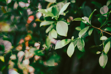 Obraz premium acuminate tip. The bark of Ficus benjamina is light gray and smooth. The bark of young branches is brownish. The widely spread, highly branching Ficus benjamina top often covers