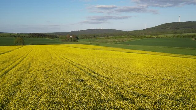 Drone footage of a rapeseed field near Hunsruck upland in Rhineland-Palatinate, Germany