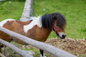 a beautiful pony in a country yard.