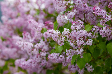 blooming lilac with blurred background, spring flowers.