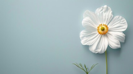 Daisy flower displayed on a white background.