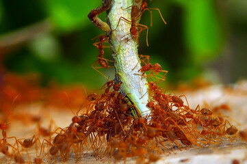 a group of red ants preying on a lizard