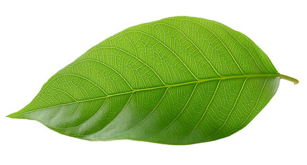 Tropical single green leaf png background