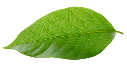 Tropical single green leaf png background