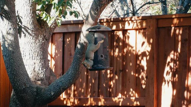 Eastern gray squirrel hanging upside down on a bird feeder eating seeds in a house backyard garden
