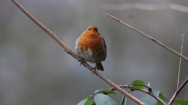 European robin bird perching on a bare twig singing on a cloudy day with blur background