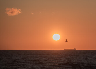 a bird flies at sunset over the ocean next to the sun, Palanga, Lithuania