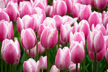 Fototapeta premium Field of blooming tulips in Keukenhof, Netherlands. The tulip is an ornamental flower of the genus of liliaceae plants, formed by a single flower on each stem