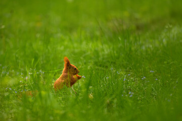 Bushy-tailed red squirrel has a meal in the wild