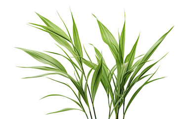 Fototapeta premium The Enchanted Dance of Nature on a Clear PNG or White Background.