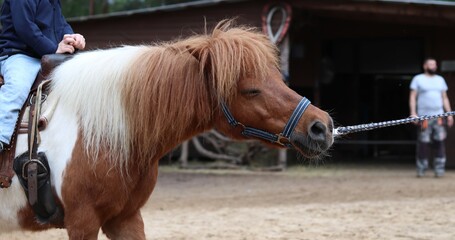 struggling pony with child on its back being forcibly pulled by its lead rope, blurry barn and man in background. concepts: unhappy farm animal, animal pet care, cruel treatment, horse pony handling