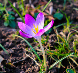 Vibrant purple crocus (Saffron sativa) flower blooming in sunlight on the ground