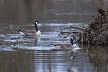 Geese perched on fallen branches in a shallow river at sunset