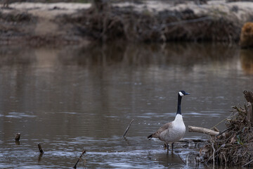 Goose perched on fallen branches in a shallow river at sunset