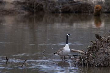 Goose perched on fallen branches in a shallow river at sunset