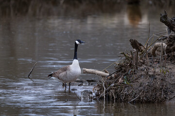 Goose perched on fallen branches in a shallow river at sunset