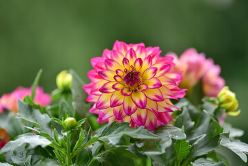 Obraz premium close up of pink dahlia