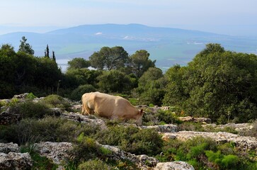 Scenic view of Mount Tabor in Israel
