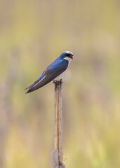 Tree swallow on lone corn stalk