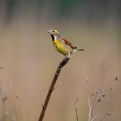 Obraz premium Dickcissel songbird on grass reed