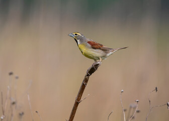 Dickcissel songbird on grass reed
