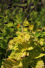 Green plants growing in the garden.